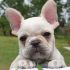 cerco cucciolo Bouledogue francese