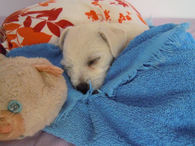 le prime nanne nella nuova famiglia