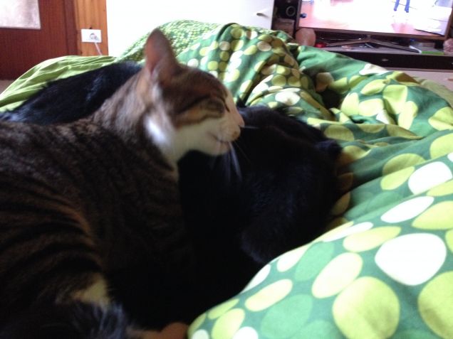 Tommy fa il bagnetto a Boris