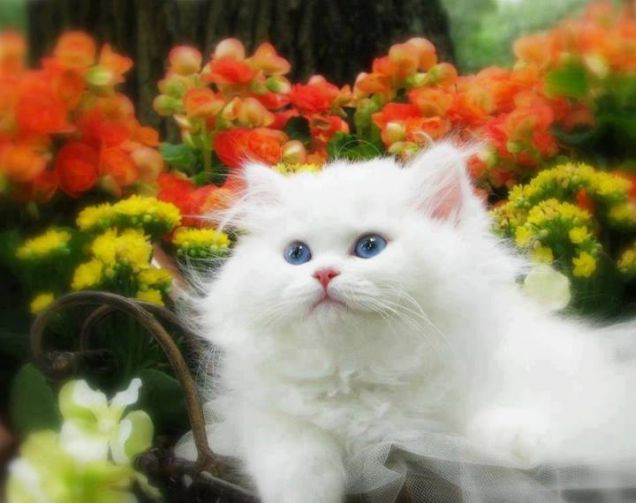 Poldina  gioia di casa