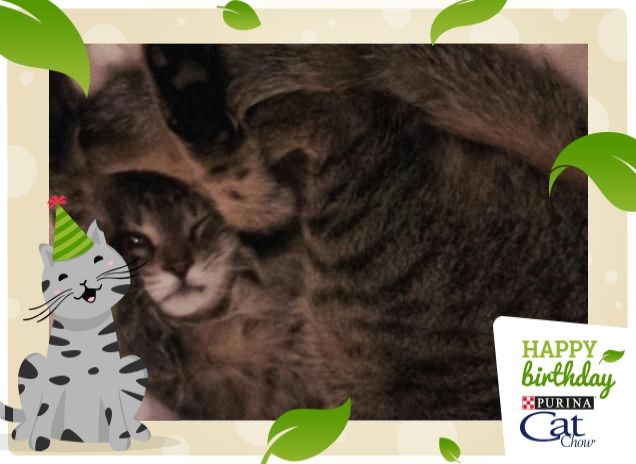 Tigro fa gli auguri a Purina