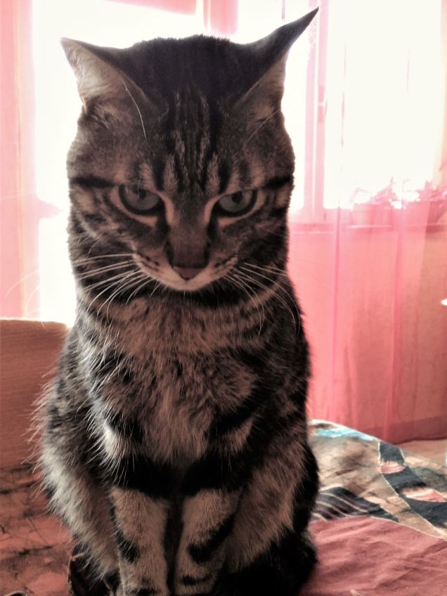 ..non vedo mio fratello!