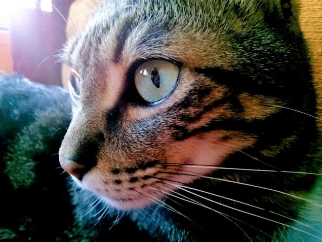 Ed ecco fatto il selfie!