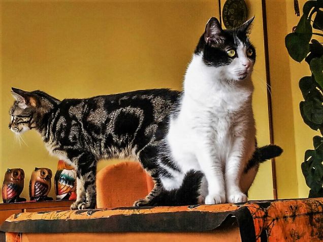 Gatti da....guardia...