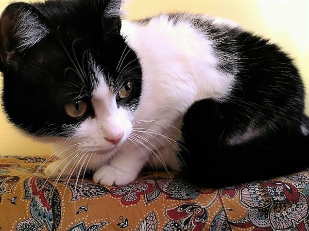 Sono sempre io...Felix