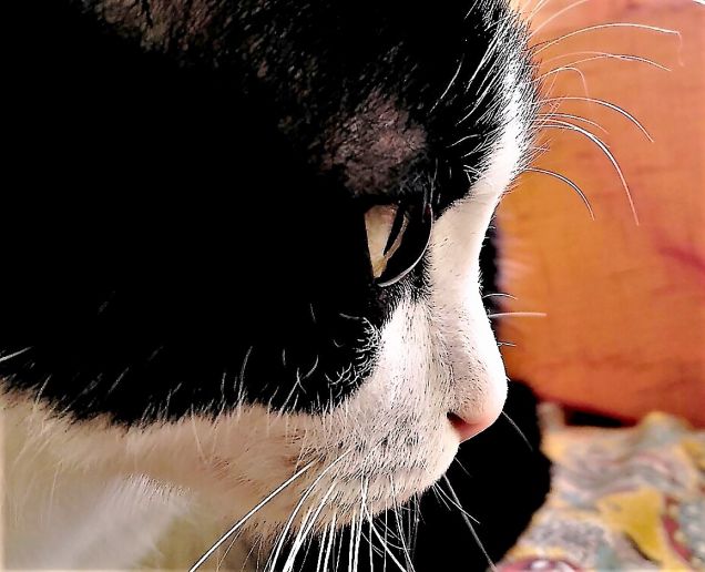 Esco bene di profilo?