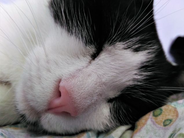 Sono tanto stanco.....