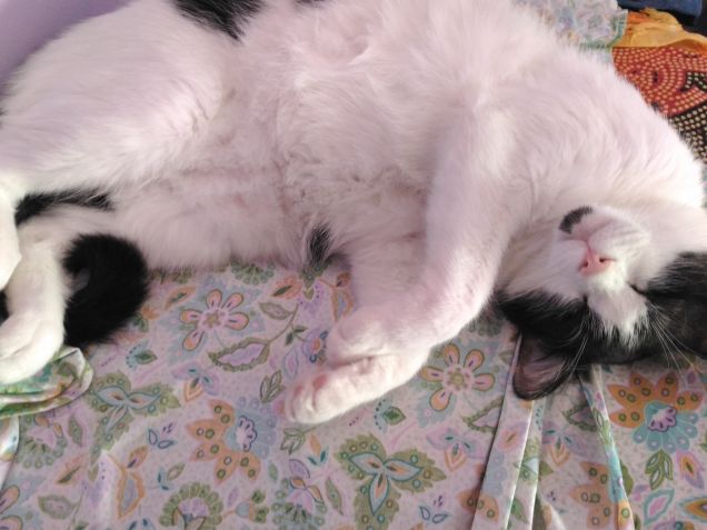 voglia di coccole...