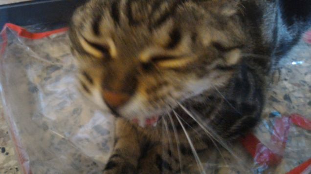 esco proprio male quando ho sonno