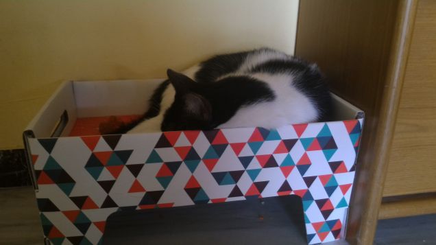 nel mio cartone preferito