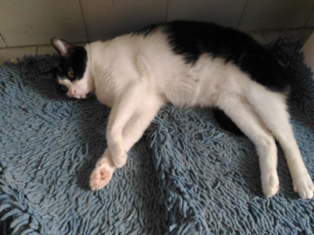 morbido il tappeto!!