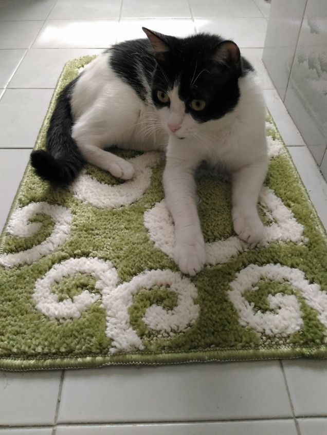 non si sta male sul tappeto nuovo!