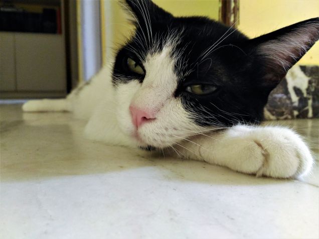 ...oggi giornata calda....assoluto riposo!