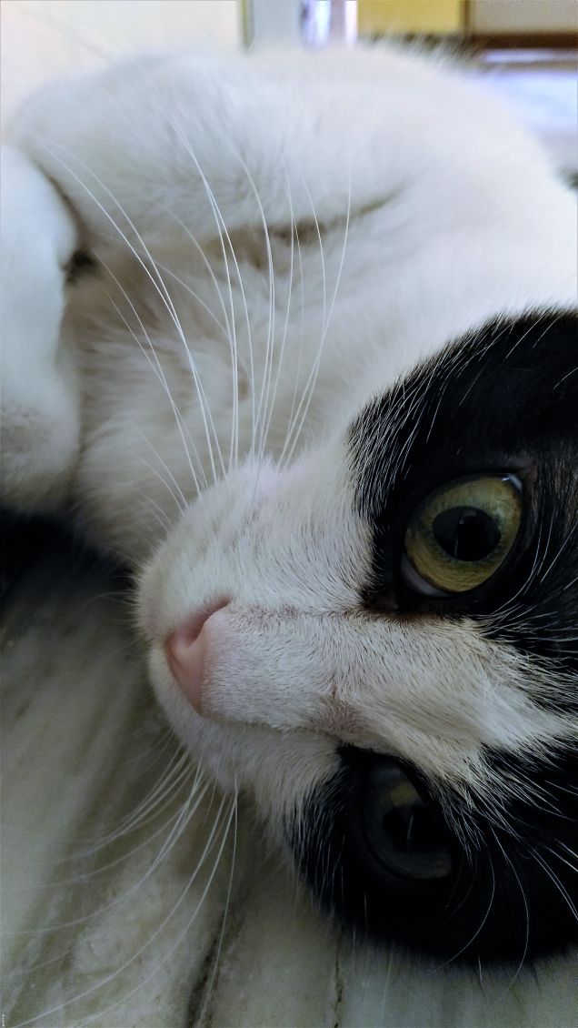 troppo caldo per muovermi!