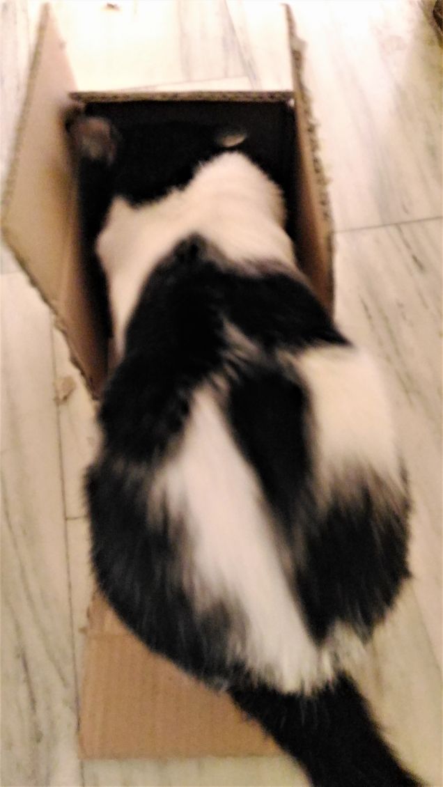 felix in the box...ma....