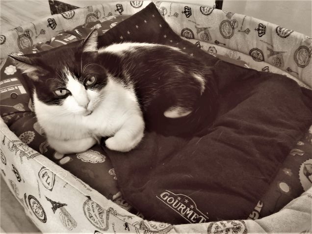 Felix e...Gourmet...