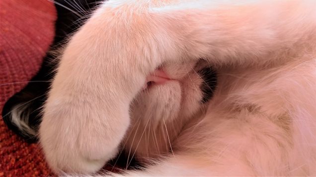 Lasciatemi riposare!!!