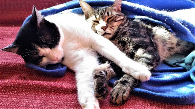 si dorme bene in due...