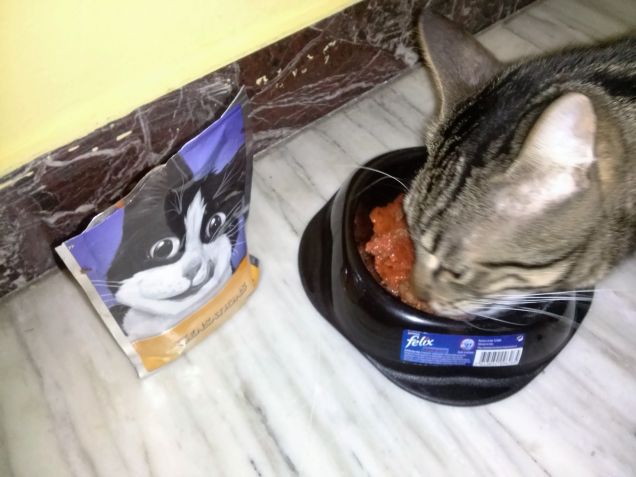 Ken in love with Felix Sensation