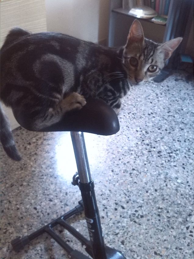 ...e ora una pedalata...a quattro zampe...