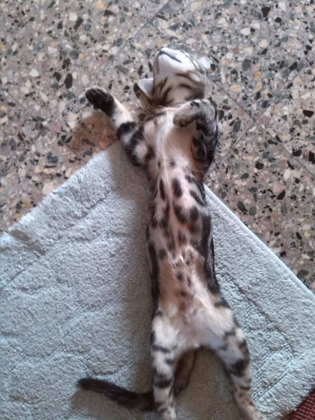 ...si crede una lucertola....