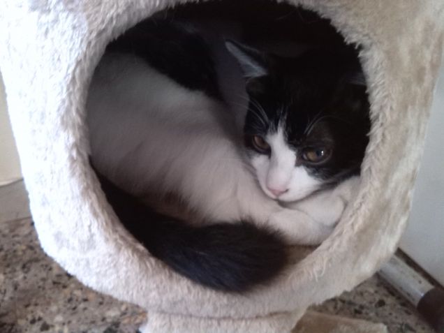 ...penso..dunque sono...un gatto!!!