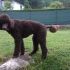 BARBONE GIGANTE MARRONE 