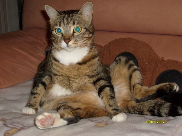 spillo e il bagnetto