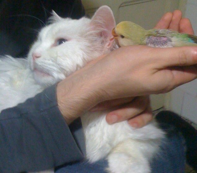 fiocco e la piccola nacacata