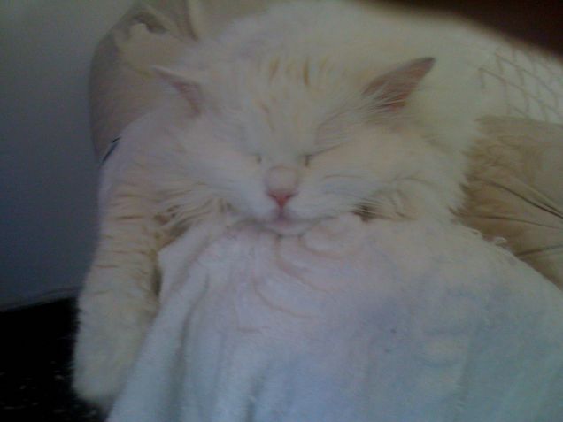 fiocco dorme (tanto)