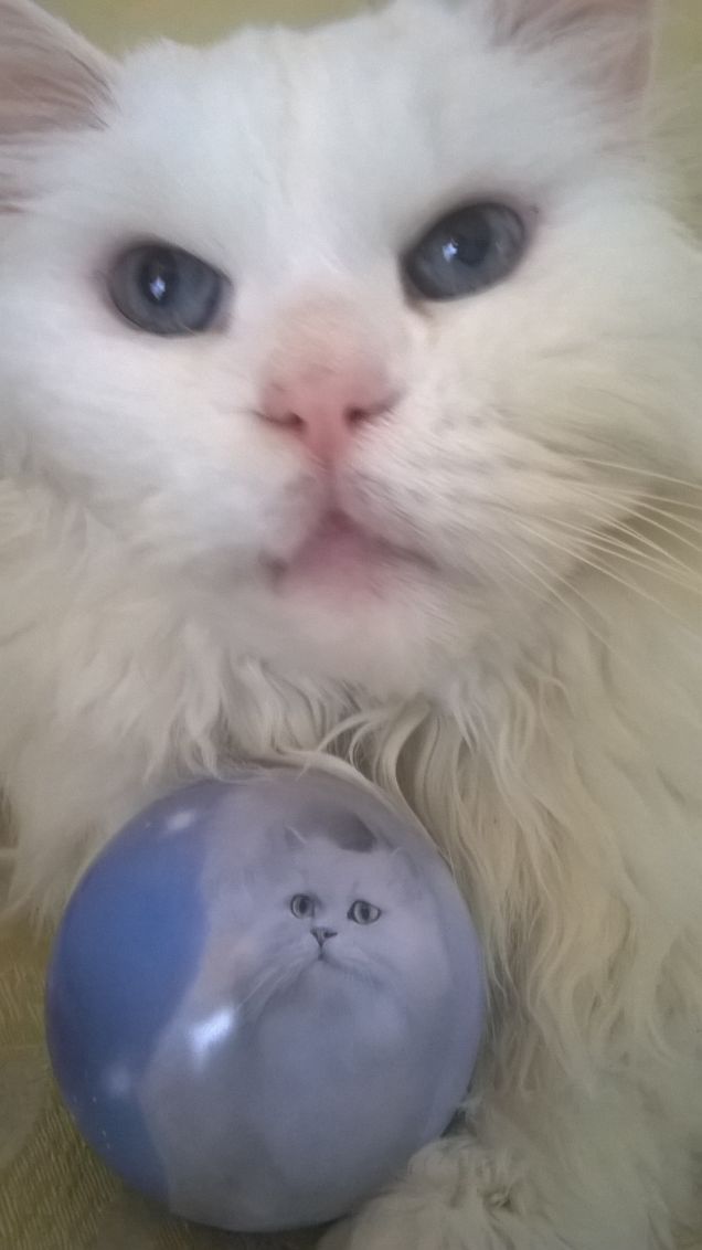 fiocco con la palla personalizzata