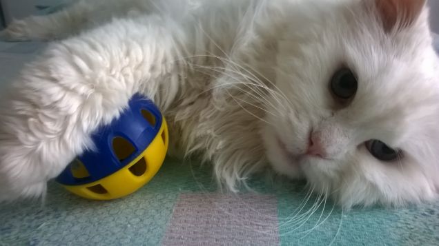 fiocco, che voglia di giocare!