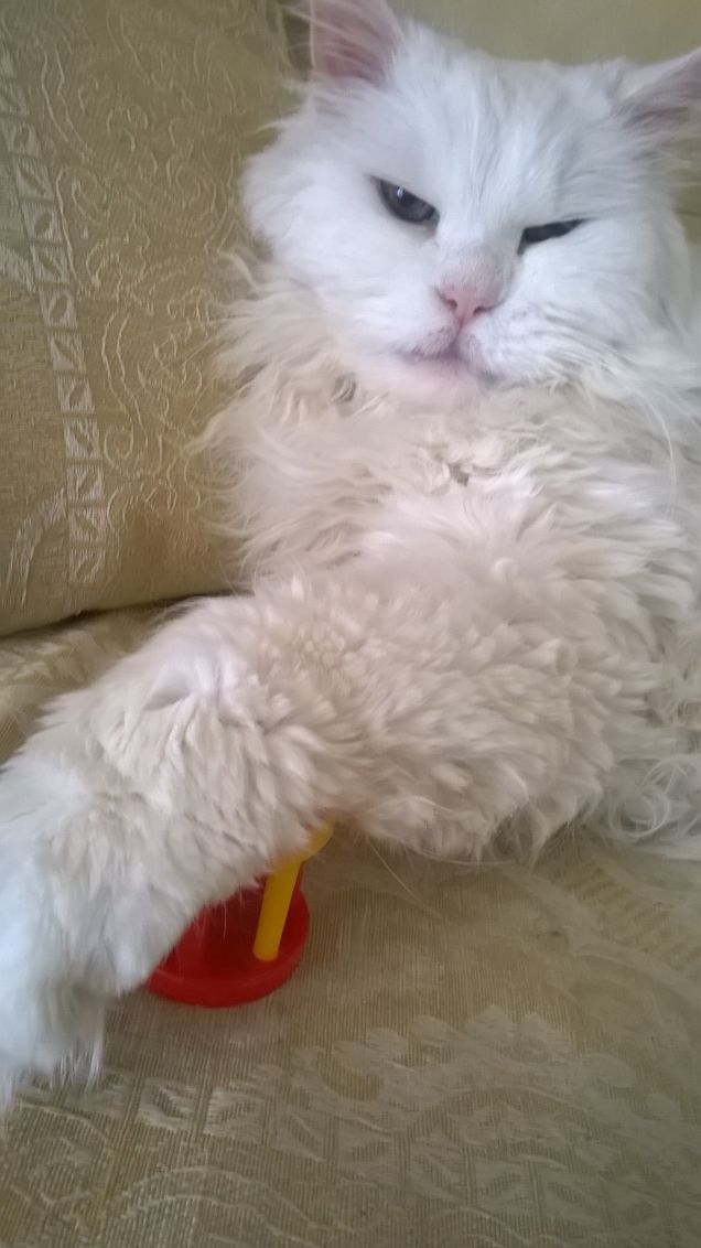  fiocco, che voglia di giocare 2