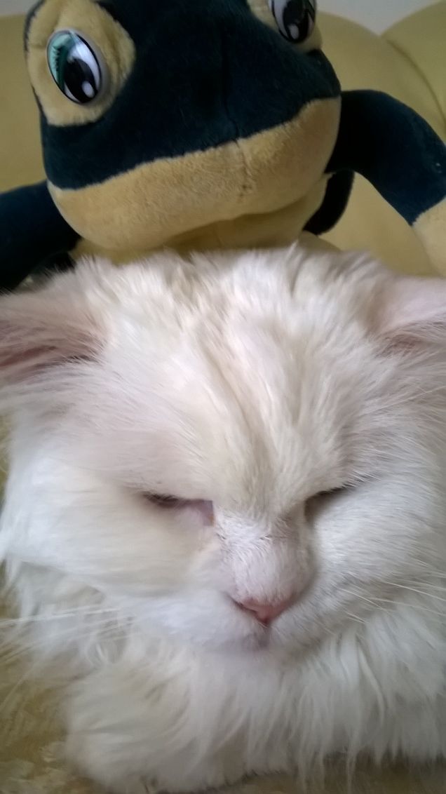 fiocco e la ranocchia