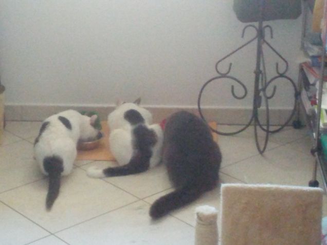 I nostri piccoli affamati