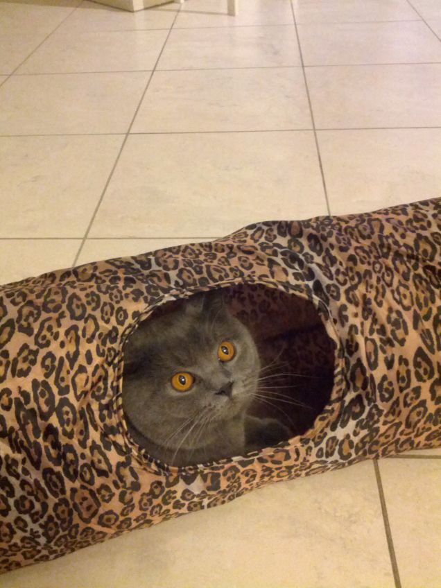 Romeo..occhi di gatto!