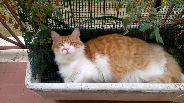 voglio solo prendere un pò di fresco