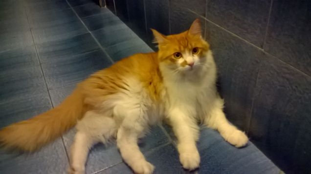 il blu risalta il mio colore