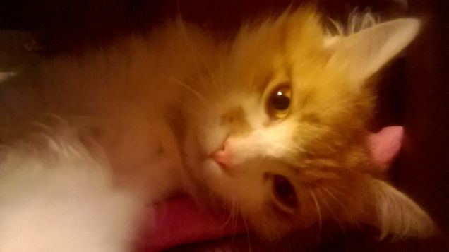 ti faccio solo compagnia.