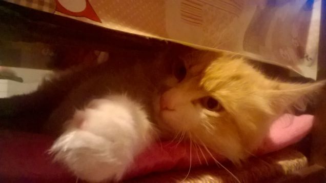 io sto qui fai attenzione,a quello che fai,capito,ahi qualcosa da farmi assaggiare?