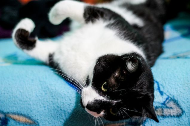 Trottolino e il letto