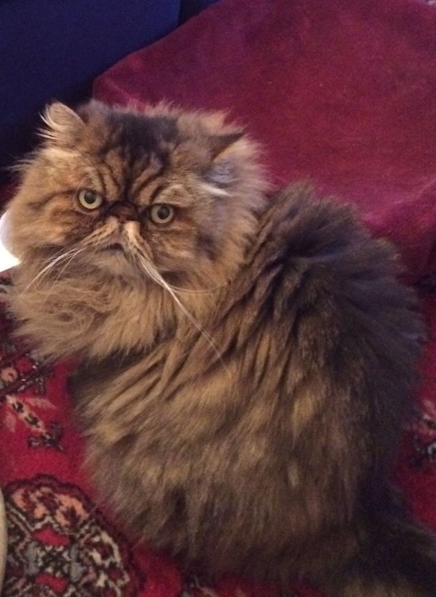 Feanor's Tattoo Chilli Pepper