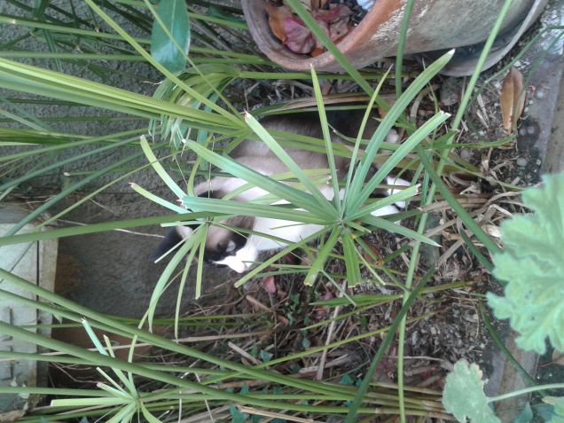 pallino che si nasconde 