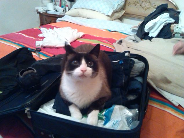 Anche Pallino vuol partire!!!!