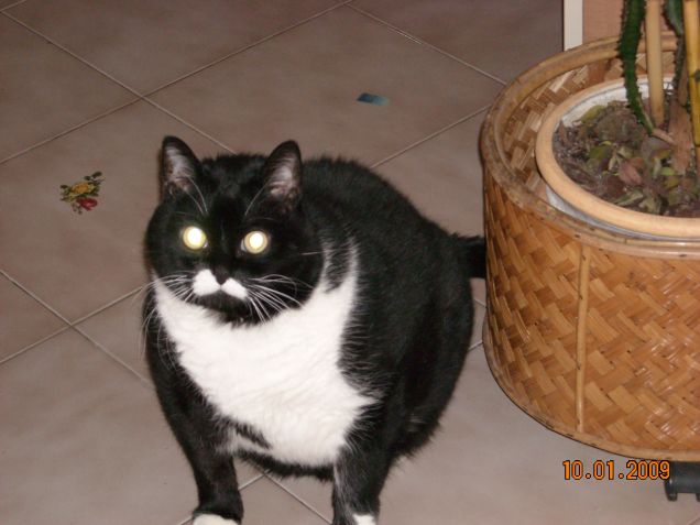 Micia in relax e Micia di guardia