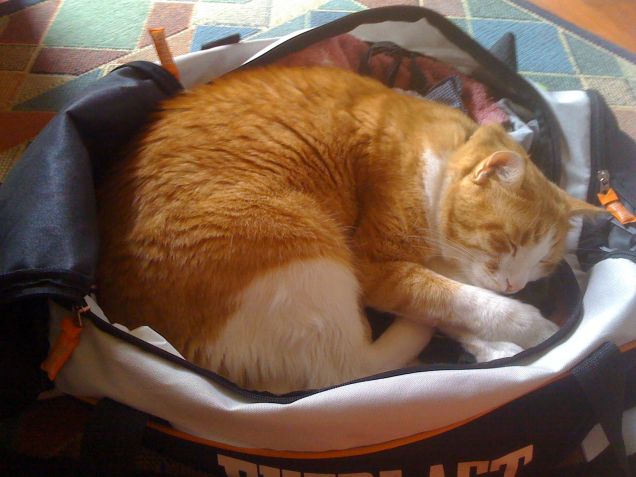 Rubio dorme nella mia valigia...