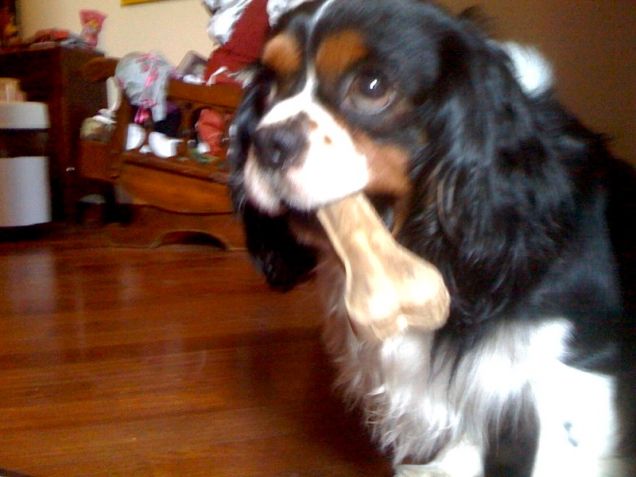 Pongo adora sgranocchiare gli ossi! :)