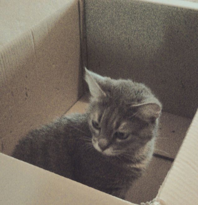 la passione di Lucy e di tutti i gatti..la scatola di cartone!!