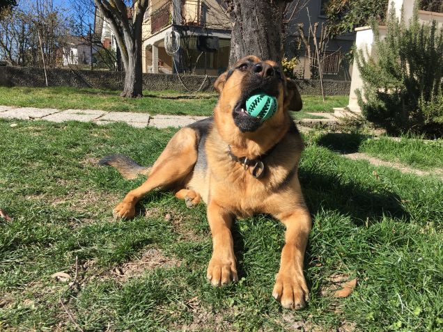 La pallina è mia!