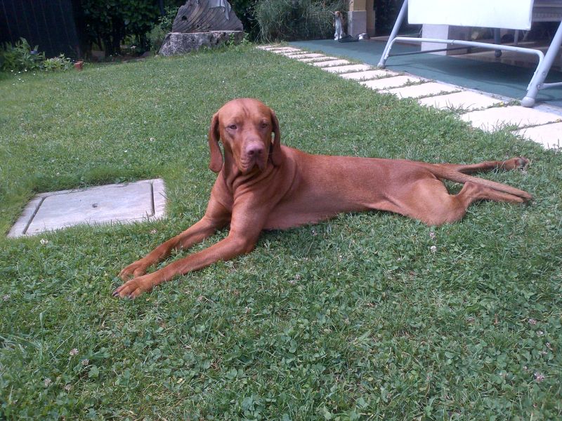 Maschio bracco ungherese cerca compagna